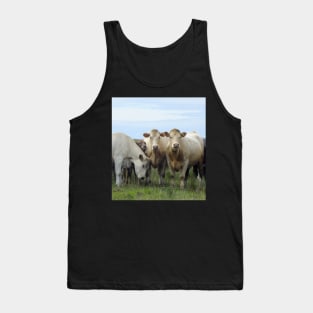 Curious Cows and Calf Tank Top